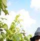 [Gallery Photo]